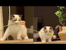 The Cutest Creatures On Earth 🐱💕 New Funny Cat Video 😹