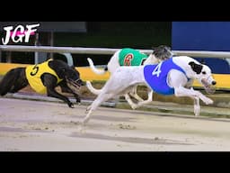 Greyhound Racing – 480m Track Race!
