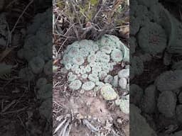 The biggest lophophora clump I’ve ever seen in the mexican desert 🌵 #cactus