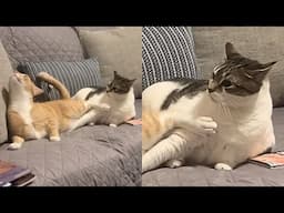 Cats Use 100% Of Their Brain  😂 Funny Cats Videos 2025 🐱