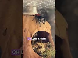 Meet Onxy Our Brave Rescue Spider #jumpingspider #cuteanimals #rescueanimals