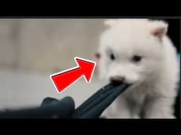 Scientists REVIVE the Dire Wolf After 10,000 Years… And It’s TERRIFYING! #truestory