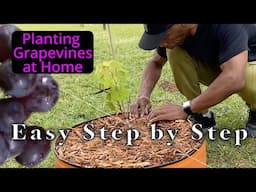 Planting Grapevines at home - Easy Step by Step