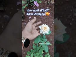 మా ఇంటి తోటలో పూల మొక్కలు 🌺🌹|| My Garden Tour