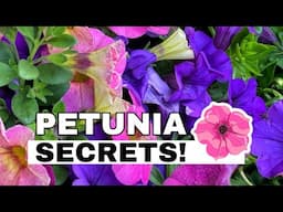 COTTAGE GARDEN CHARM: My Petunia Border, Growing Tips, & the Prettiest Perennial Flowers in June