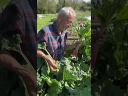Rhubarb health returns, Timperley Early