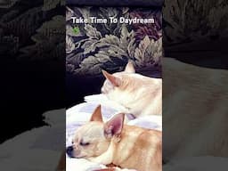 More Adventures With Angie &Gracie🐾🌿🐾🌿💞 #oldies #retro #vintage #classic #davedalanecreates