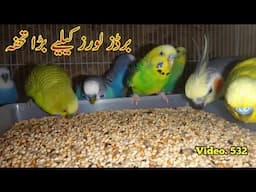 Best Gift for All Bird Lovers (Seed Cleaner), 100% Results for Parrots Seed Cleaning, video. 532