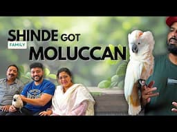 Moluccan Cockatoo Rehomed | Welcoming New Family Member | #MoluccanCockatoo #ShaikhTanveer #Pets