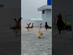 Swingnecks #youtubeshorts #shorts #shamoo