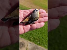 Beautiful Bird Flew Into Our Window (Striated Pardalote)