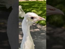Albino peacock! 🦚 🤩