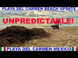 PLAYA  DEL CARMEN MEXICO BEACH AND SEAWEED UPDATE - STINKY BEACHES  ARE UNPREDICTABLE