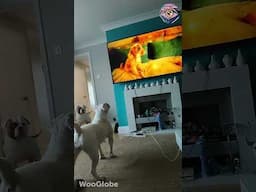 BREAKING NEWS: These Dogs Just Became TV’s BIGGEST Fans! 📺🔥