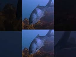 Deep Dive for Giant Crayfish – 40 Metres Down!