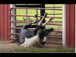 Lester Longhorn Shoots At Horses To Catch Them - Did It Help - Stallions & Mares In Heat ?