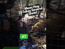 HUGE BOAR Built like a RHINO! Super Tough