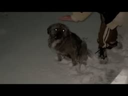 Terrified and Alone, He Fled After Falling on the Highway in the Bitter Cold