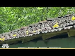 ചേരയല്ല... വേറെ പാമ്പാണ്... ഓടിനിടയിലുണ്ട്... പാലക്കാട് അം​ഗനവാടിയിൽ പാമ്പ് | snake