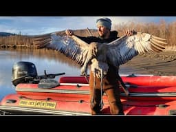 Spring Waterfowl Hunting in Alaska – Duck, Goose & Sandhill Crane