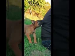 Belgian Malinois bite training #belgianmalinois