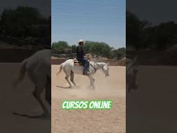 Cursos Online- Lados o Spins