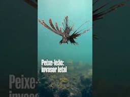 Fernando de Noronha enfrenta infestação de peixe-leão: o que está acontecendo? #shorts #peixes