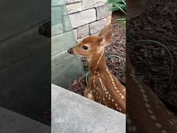OH DEER… HE CAME INTO MY YARD! 🥺🦌 #cute #deer #pet #animals #trend #fun #nature #baby
