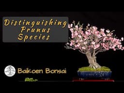 Flowering Bonsai Guide: Distinguishing Apricot, Plum, Peach & Cherry - Baikoen Bonsai Club