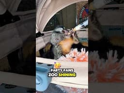 Boomer the Owl Monkey (captions & music) #monkey #animal #shorts