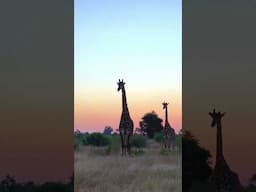 Cheetah Family Under Intense Giraffe Watch — Wait Till the End!