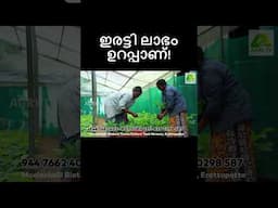 വരുമാനം ഇരട്ടിയാണ് ! അതാണ് ടിഷ്യൂകൾച്ചർ തേക്ക് കൃഷിയിലേക്ക് എല്ലാവരും തിരിയുന്നത്