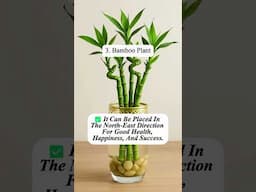 Plants for money || Vastu for Business growth || Vastu Tips for Money & Business  shubbchakra