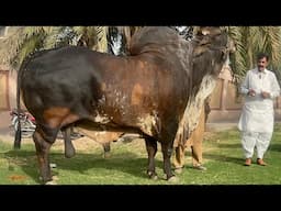 Haji Shuakt Doggar of Multan Qurbani Bulls 2025 Doogar Cattle Farm ll Biggest Brahman Bull