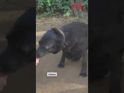 Paralyzed and Abandoned in Tanzania – Help Us Get These Dogs Moving Again!