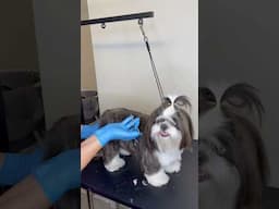 Shihtzu Teddy Bear 🧸 #shihtzu #dogs #doglover #dogshorts