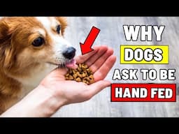 Why Does Your Dog Want to Eat From Your Hand? 5 Reasons