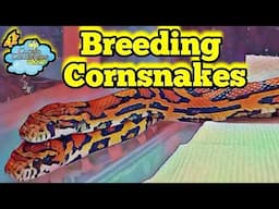 How to breed cornsnakes.  Our first pairings for 2025