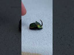 Amazing Beetle  #nature #creepybug #bugs #insect #cool