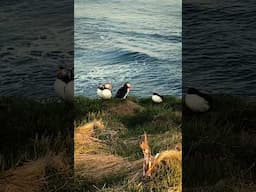 What Makes These Birds So Special in #Iceland?
