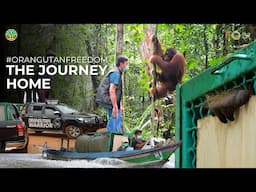 FIVE ORANGUTANS ARE GOING HOME