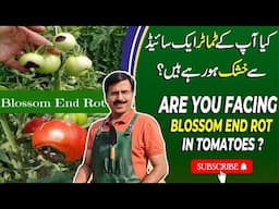 Are You Facing Blossom End Rot In Tomatoes ? | Gardening With Javed Iqbal