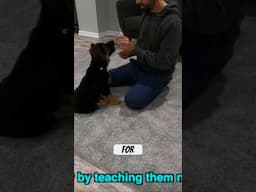 STOP Puppy Biting! (Tip #1) 🛑 🐶 #dogtraining #germanshepherd #puppy