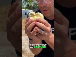 3 day old baby chicks! Life on pasture!