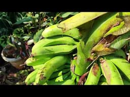 My home garden / Overview / And / Dwarf variety / Bananas harvest