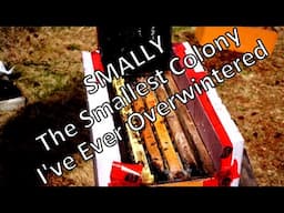 Smally: My Smallest Overwintered Colony