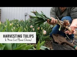 Harvesting Tulips, Planting Foxgloves & Trimming Peonies!  Sunshine and Flora