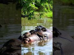 When Turtles Turn a Hippo into Their Peaceful Island 🐢🦛🌿