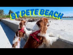 Cavalier King Charles at the Beach! 🌊🐾 Herky & Milton’s First Time at St. Pete Beach
