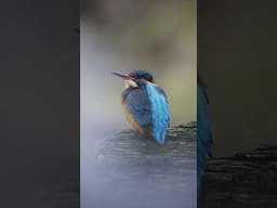 Kingfisher, Scotland 🏴󠁧󠁢󠁳󠁣󠁴󠁿 #shorts #wildlifephotography #kingfisher  @OMSYSTEMCameras
